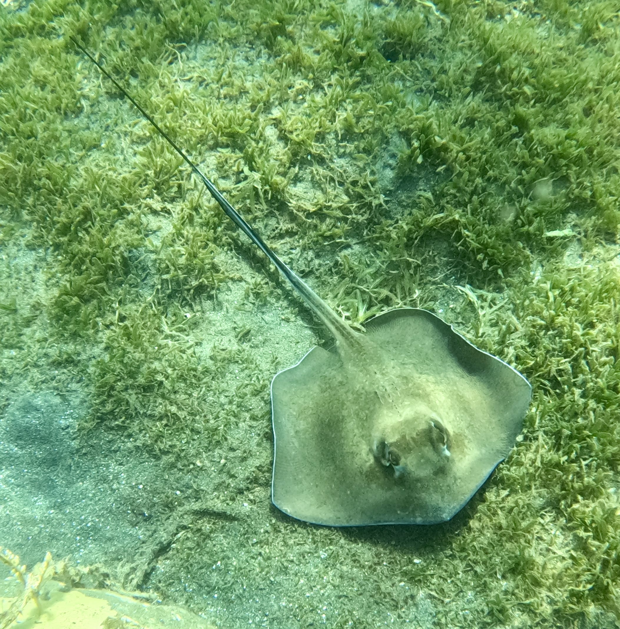 Stingray