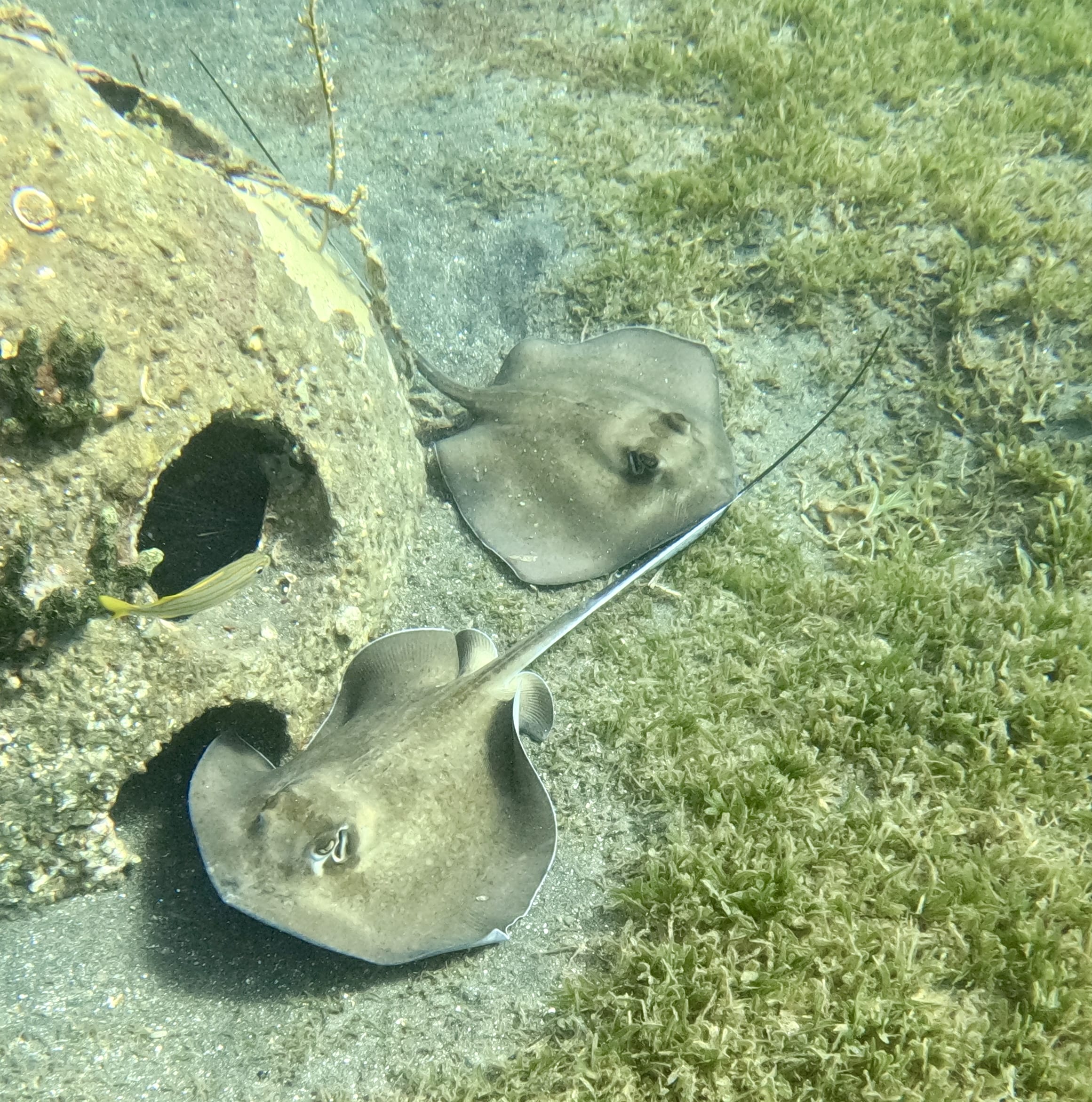 Stingrays