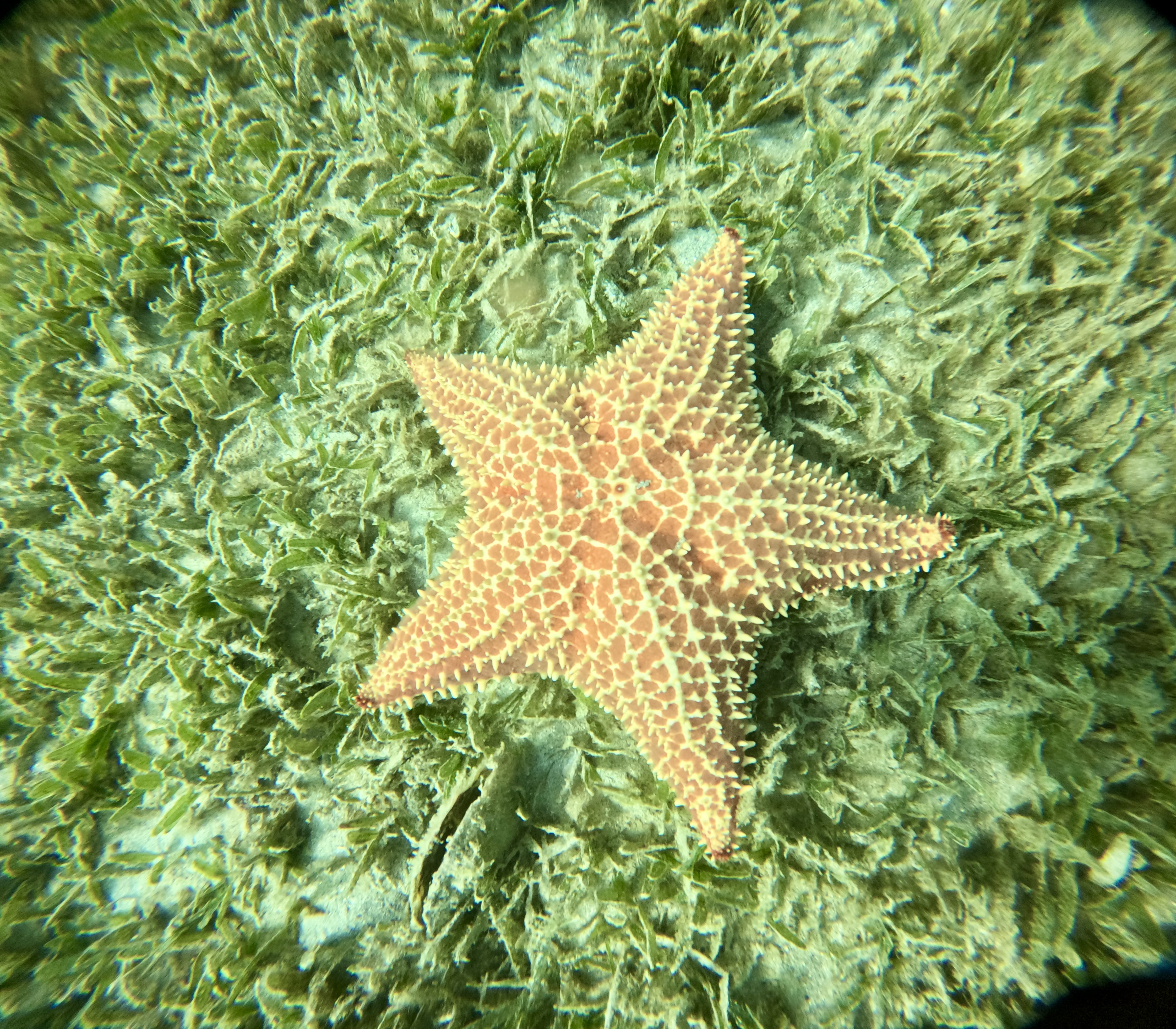 Starfish